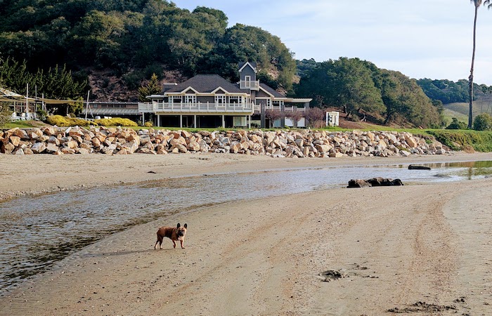Dog on the beach with beach house in the background